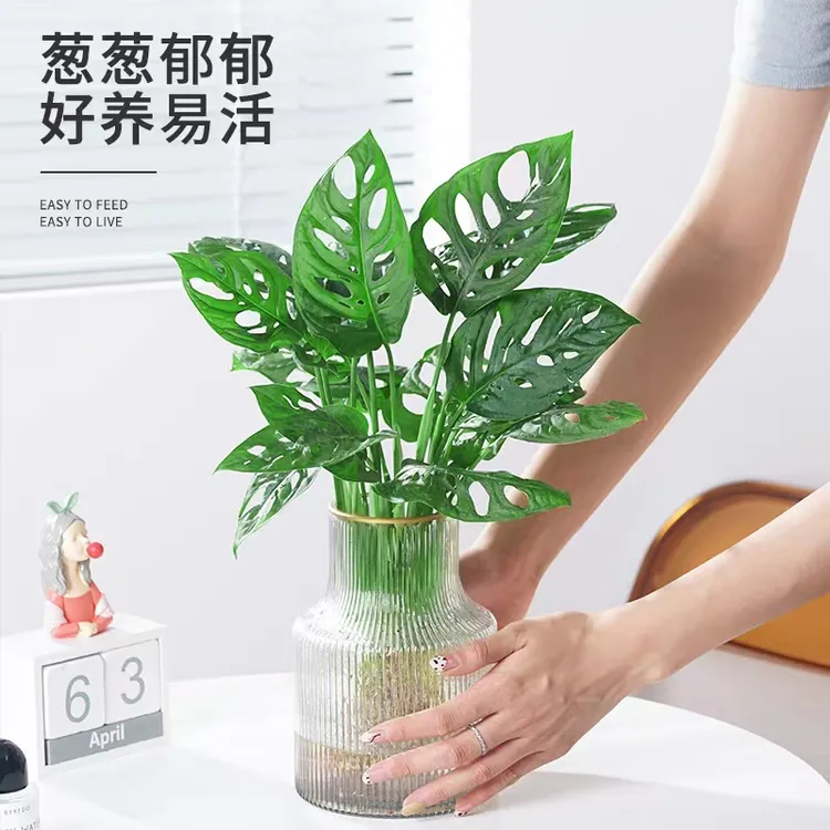 仙洞龟背竹水培植物盆栽竹芋室内花卉绿植净化空气好养桌面吸甲醛