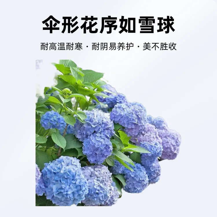 绣球花苗无尽夏四季开花带花绣球花盆栽庭院好养的花卉植物室内花