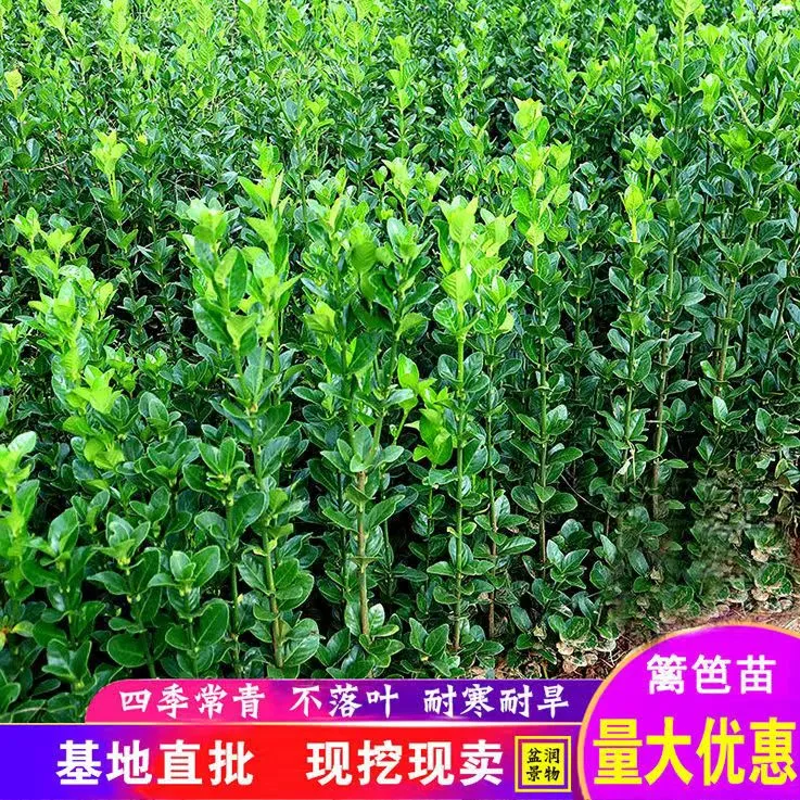 北海道冬青黄杨树苗庭院植物耐寒四季常青绿化苗木花卉篱笆专用苗