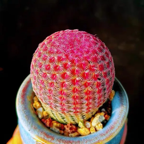 多肉植物仙人球红太阳金冠白小丁仙人掌石头陶瓷花盆子多肉土开花