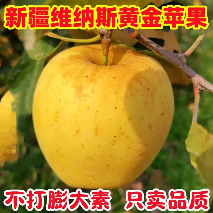 新疆黄金维纳斯苹果丑果雀斑果脆甜多汁无膨大素自然熟