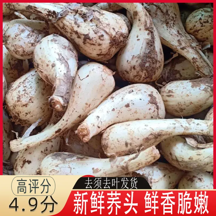 江西新鲜藠头去叶荞头现挖现发农家新鲜时令蔬菜小蒜茭头藠头新鲜