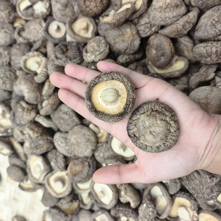 ［足干香菇］送礼佳品自己吃香味浓肉厚柄短