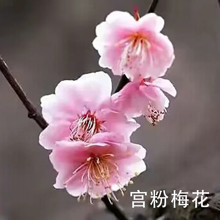 竞拍 链接勿单拍 按照主播要求付 梅花