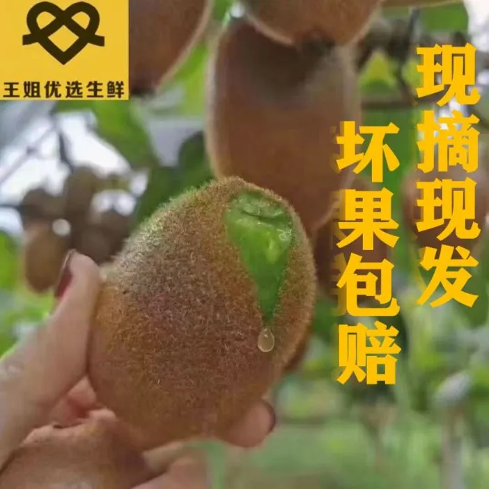 陕西眉县徐香猕猴桃，当季水果，产地直发（净重5斤）正宗