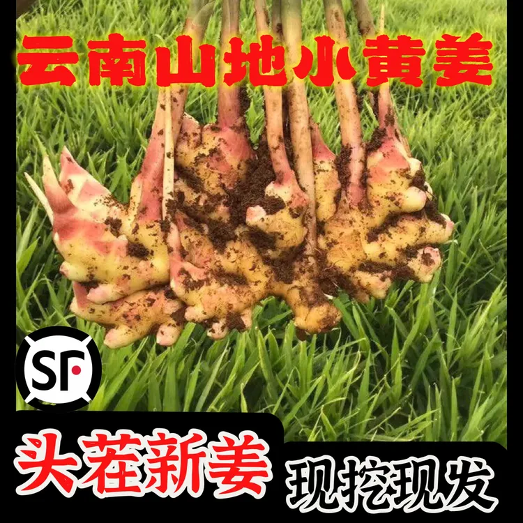 鲜农叔【顺丰包邮】云南山地小黄姜头茬现挖香辣去腥好吃脆嫩辛辣