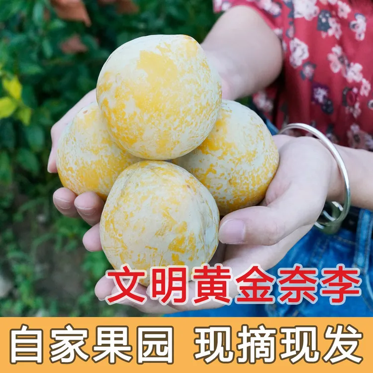 湖南汝城正宗文明黄金奈李新鲜水果现摘现发脆甜多汁孕妇水果