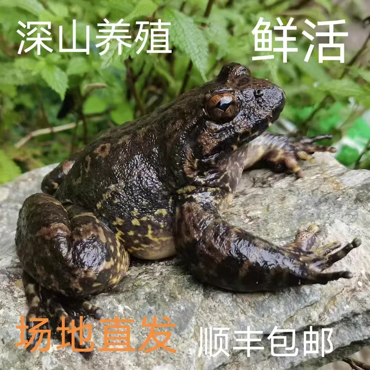 浙江丽水石蛙滋补品月子营养适用