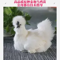 原种江西泰和乌鸡苗10只起发白凤乌鸡苗幼苗小鸡苗乌鸡苗