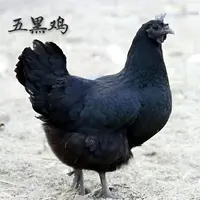出壳五黑鸡苗绿壳蛋鸡乌鸡苗公母混合