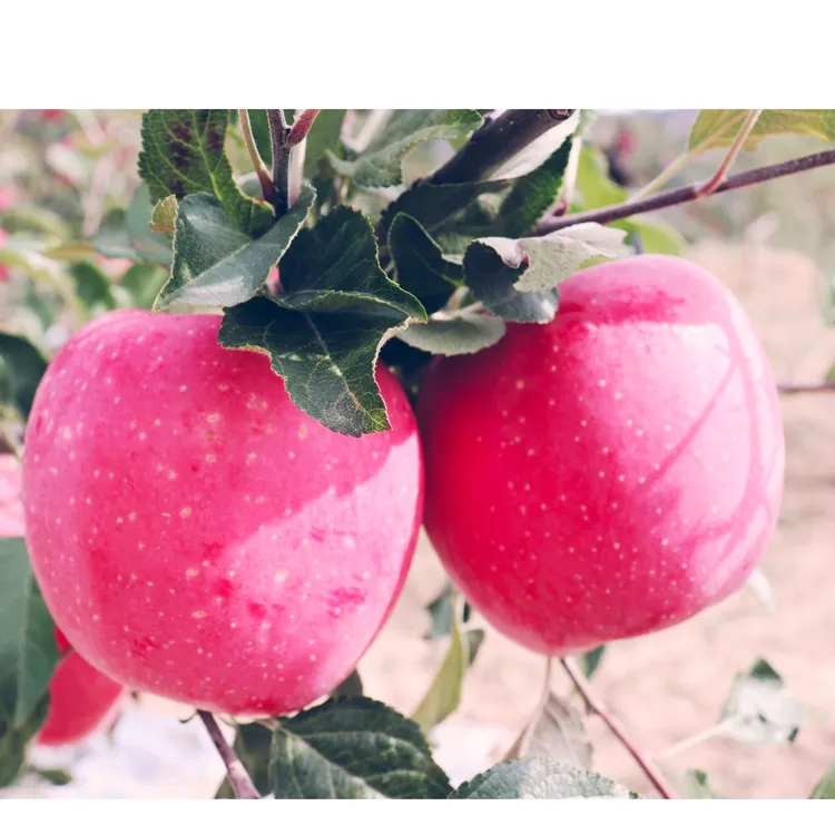 秦安苹果品种红富士苹果脆甜可口新鲜水果当年新采摘果园直发