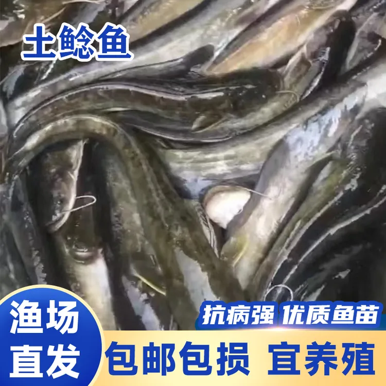 冰鲜现捞 土鲶鱼 生态养殖