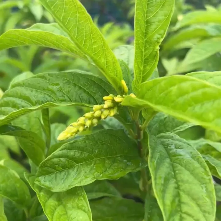 黄花倒水莲（黄色花）杯苗一年四季可种植盆栽5月-10月开花栽培