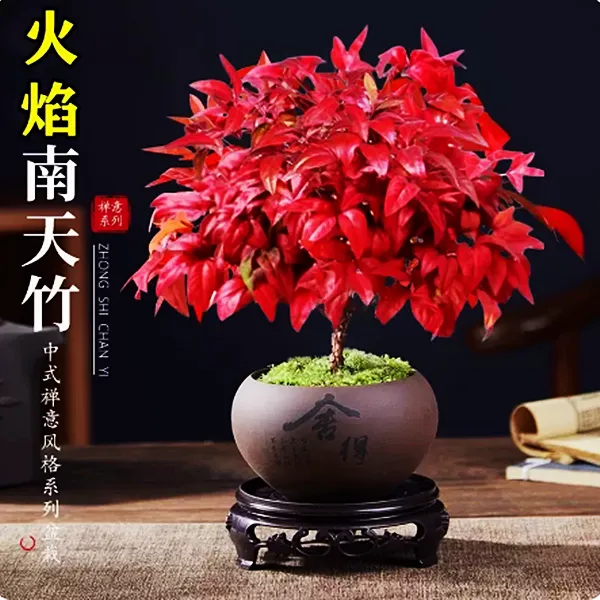 火焰南天竹盆栽客厅耐寒秋冬红叶绿植物室内桌面年宵花卉盆景