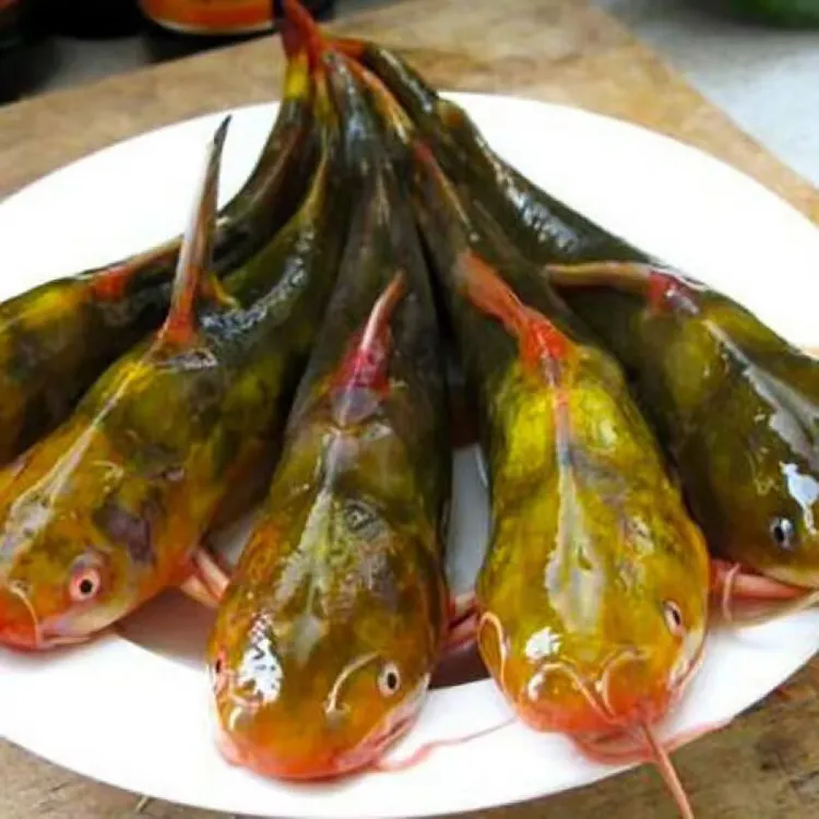 东北冷水大嘎牙鱼黄黄骨鱼