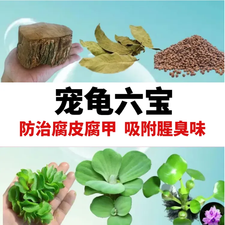 宠龟水培植物懒人真草水草招财增氧净化换水龟缸鱼缸养鱼造景水草