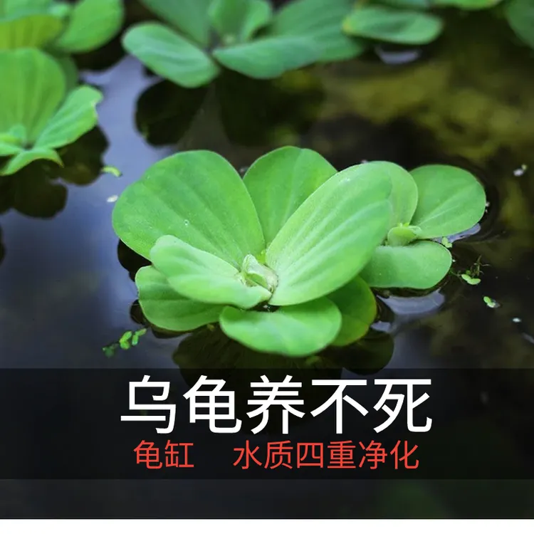 乌龟浮萍水草懒人水培无土增氧鱼缸龟缸乌龟缸水草净化水质四季用