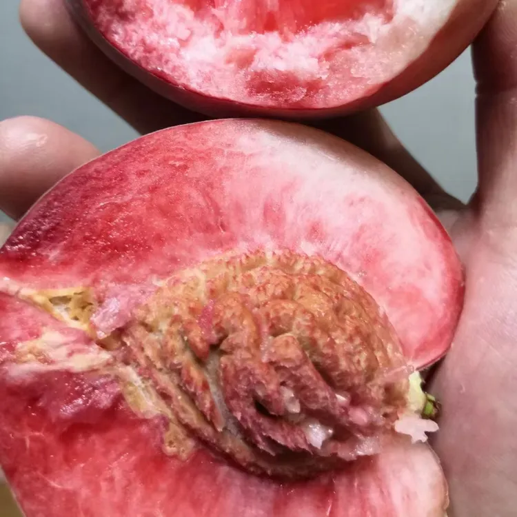 【现摘现发】果园直发新鲜现摘血桃水果红心红肉朱沙红桃子4斤.