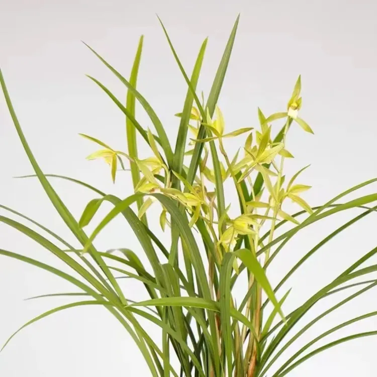 【春晖】春兰名品 室内盆栽 花卉绿植易养 浓香型 净化 兰花 栽培