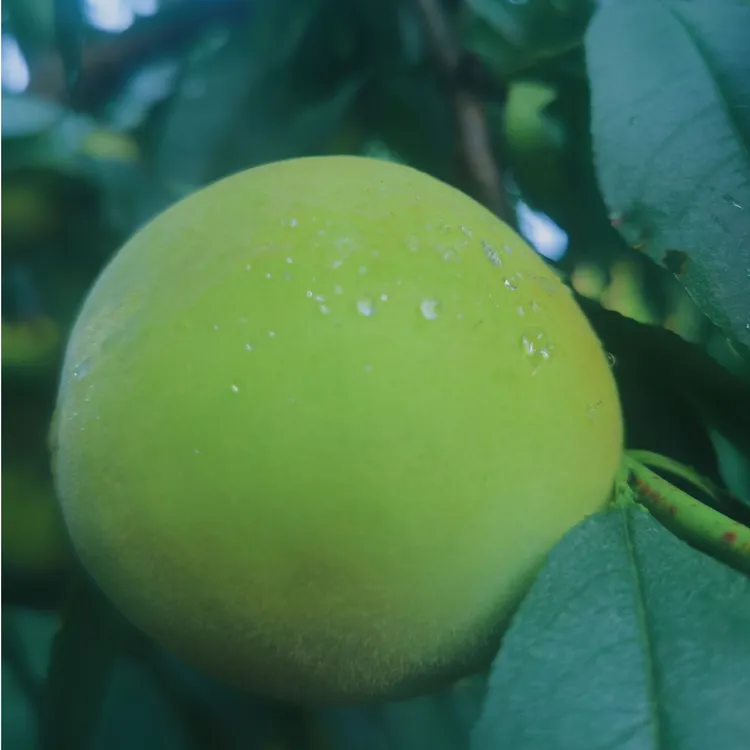 清江脆蜜桃红心白肉脆甜清江特产产地赵家湾直发清脆香甜爽口新鲜