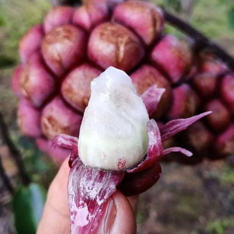 【稀有水果】正宗深山野生黑老虎水果1-5斤装新鲜现摘现发血藤果