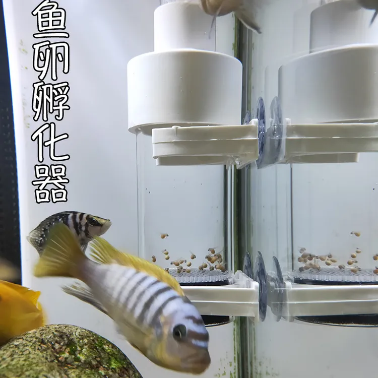 鱼卵孵化器繁殖盒三湖慈鲷马鲷小型鱼异形鱼卵可孵化观赏鱼繁殖桶