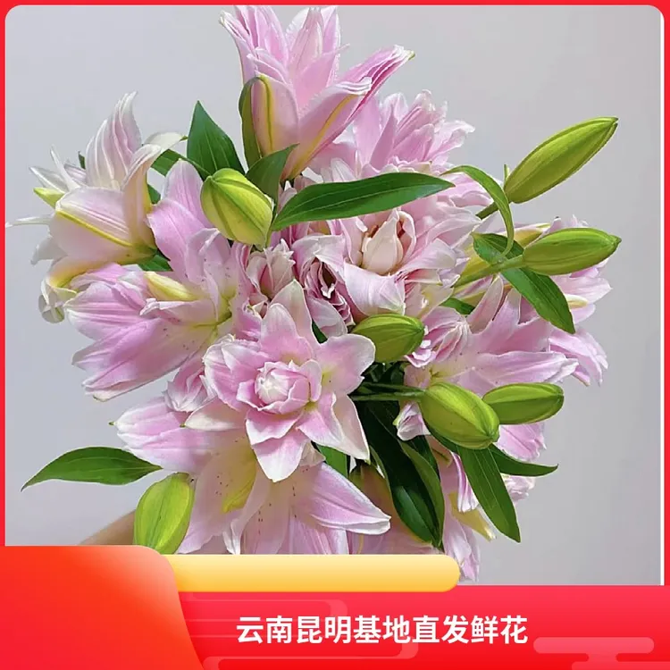 【莲花雅致】重瓣百合云南基地直发家庭水养办公室瓶插花水养百合花