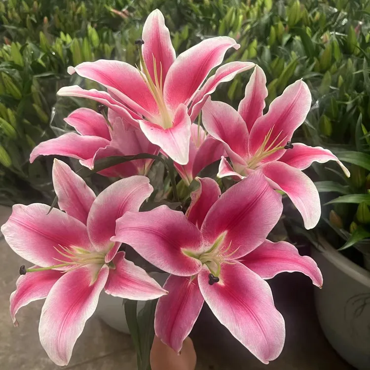 【帕拉佐】红色香水百合云南直发新鲜百合温馨鲜花水养云南直发鲜花