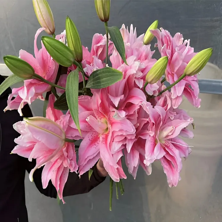 太平盛世重瓣百合云南基地直发办公室家用商务插花水养花百合鲜花
