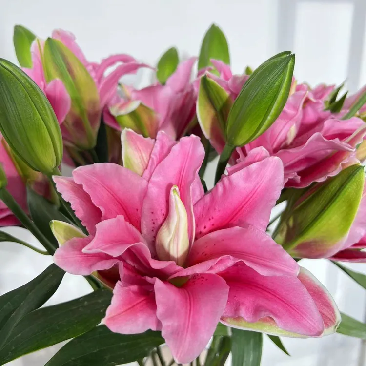 西亚拉重瓣百合云南基地百合直发鲜花家庭养护漂亮云南直发鲜花