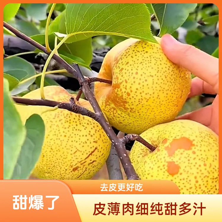 【中秋送礼必备】正宗砀山酥梨微黄口感更佳纯甜新鲜水果梨子甜酥脆