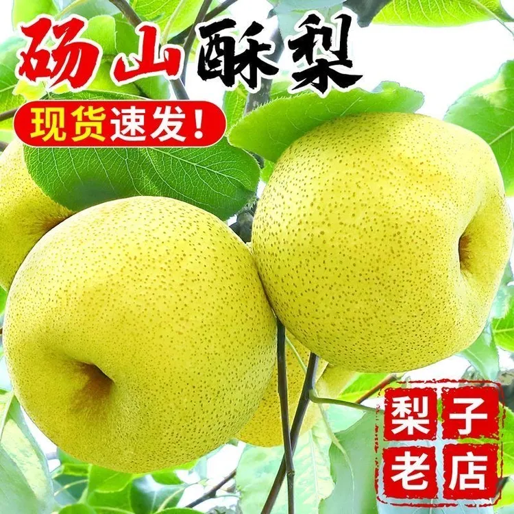 正宗砀山酥梨微黄更甜纯甜新鲜水果梨子砀山梨皮薄汁多十斤装