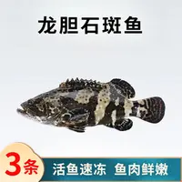 石斑鱼3条到手3斤珍珠老虎青斑鲜活速冻非活发  