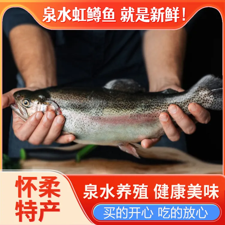 怀柔虹鳟鱼金鳟鱼新鲜淡水三文鱼现捞现杀净膛冰鲜产地直发
