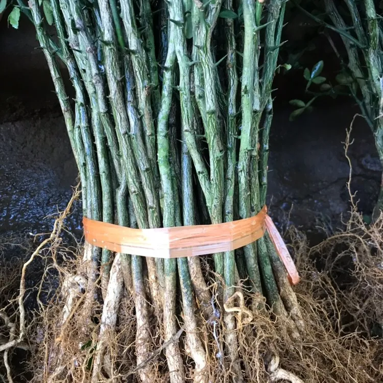 枳壳树苗枸橘桔树苗芽苗砧木木姜子苗积壳苗大小苗1000棵