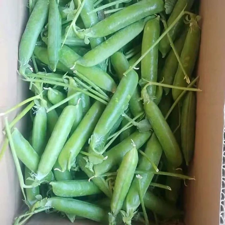 云南新鲜甜豌豆甜青豆豌豆荚露天种植新鲜甜脆豌豆长寿仁甜豌豆