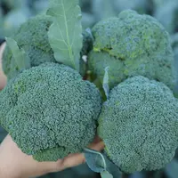 【满5包包邮】西兰花种籽西兰花种子苗曼陀绿青花菜四季种籽菜花