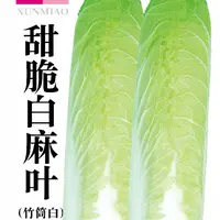 【满五包包邮】天津白麻叶大白菜种子直筒包心蔬菜种四季易种盆栽