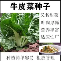 【满五包包邮】春不老牛皮菜种子白梗牛皮菜易种蔬菜种子四季皮菜