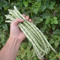 【满5包包邮】无架绿豆角种子无需搭架蔬菜种籽四季播种长豇豆长