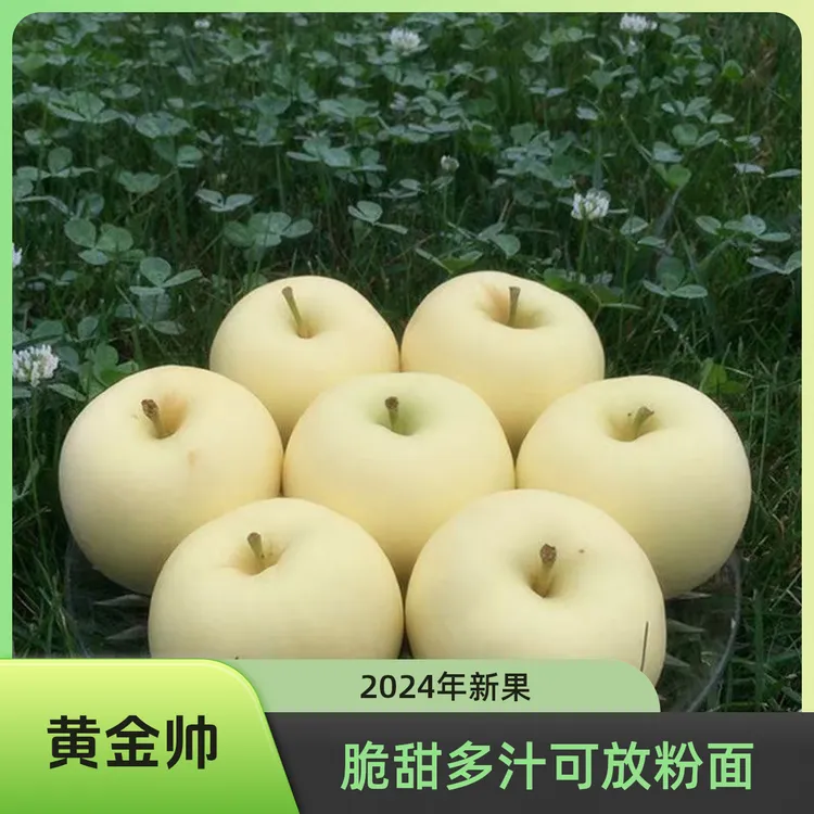 黄元帅苹果新鲜水果粉面软糯香甜老人婴儿辅食刮泥黄金帅绥中特产
