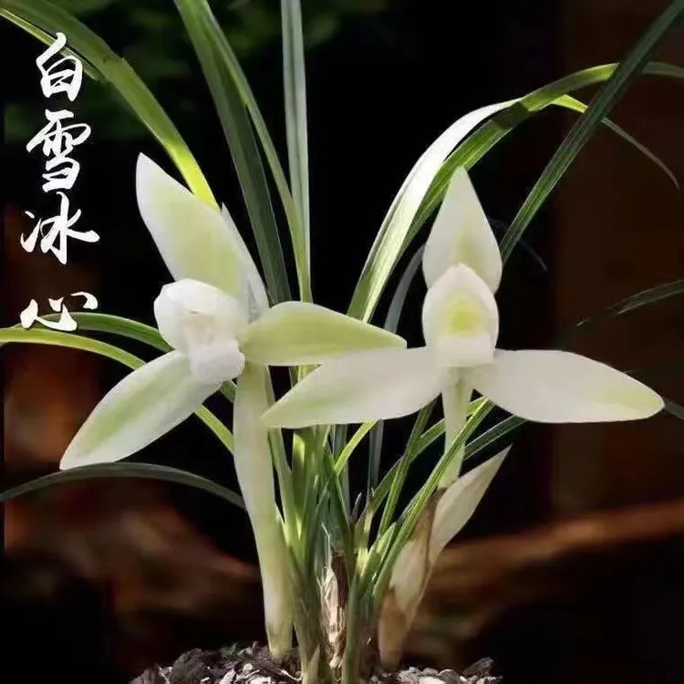 【带花苞】兰花春兰素白雪冰心  雪影新手经典好养香室内卉绿植盆栽
