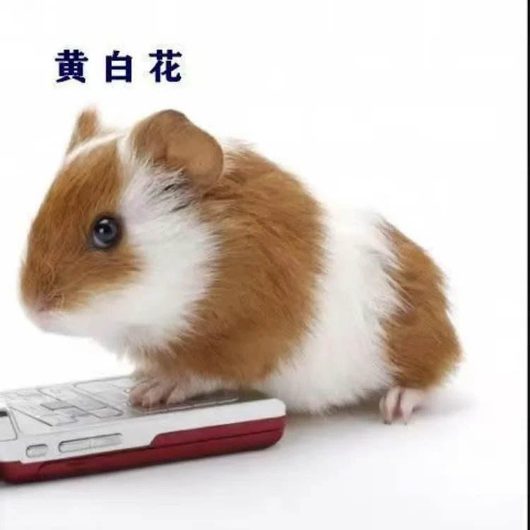 荷兰猪活宠豚鼠活体幼体宠物荷兰鼠幼崽荷兔彩豚黑豚逆毛家养幼体