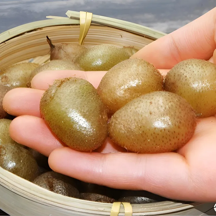 【野生石黄皮】大果新鲜肾蕨果化狗儿石现挖精选新鲜农产品