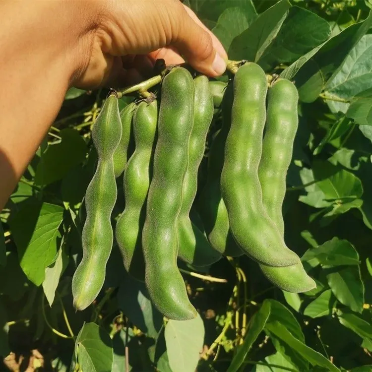 现货狗爪豆新鲜龙爪豆猫豆貓耳豆现摘现发龙爪豆老虎豆3斤5斤包邮