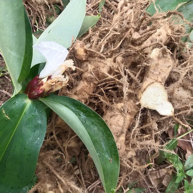雷公笋新鲜现挖闭鞘姜广商陆白石笋水蕉花樟柳头罗汉姜老妈1斤