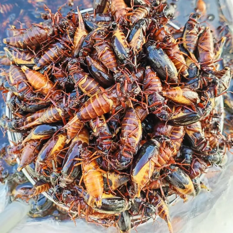 山水母牛大水牛带籽栓栓牛荒虫母冷冻食用虫牛速冻满籽
