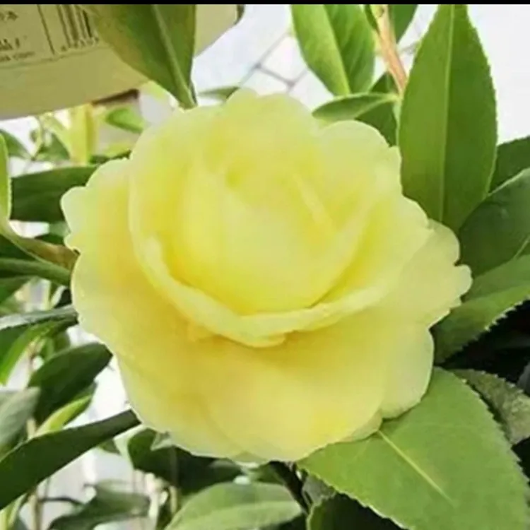精品正黄旗茶花苗带花苞花卉盆栽阳台室内客厅庭院植物花开黄色
