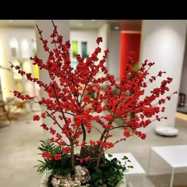 D秋冬进口特级北美冬青耐寒招财发财果富贵子相思