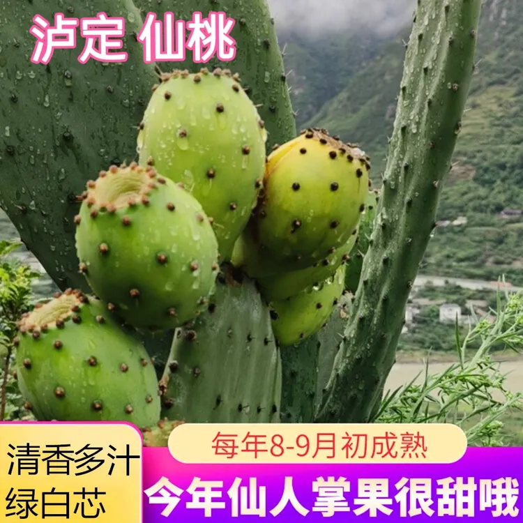 泸定仙桃四川高山仙人掌果当季整箱新鲜时令不常见的稀奇水果8月
